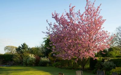 Creatieve accenten in de tuin van hoveniers